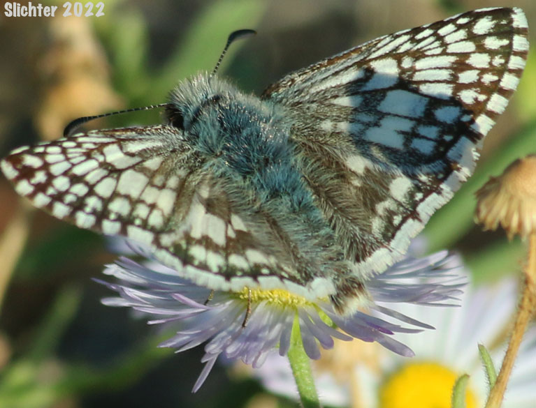 Common Checkered Skipper: Pyrgus communis